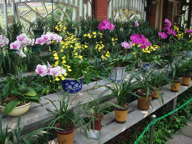 гуанчжоу фото города - парк орхидей фото 6