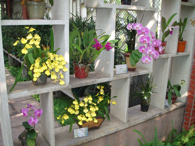 гуанчжоу фото города - парк орхидей фото 7